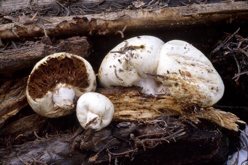 Pholiota nubigena
